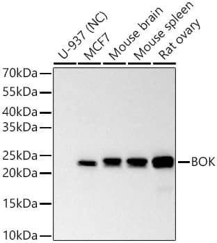 Western Blot: BOK Antibody - Azide and BSA Free [NBP2-92315] - Western blot analysis of various lysates using BOK Rabbit pAb at 1:10000 dilution incubated overnight at 4C.Secondary antibody: HRP-conjugated Goat anti-Rabbit IgG (H+L)  at 1:10000 dilution.Lysates/proteins: 25 ug per lane.Blocking buffer: 3% nonfat dry milk in TBST.Detection: ECL Basic Kit.Negative control (NC): U-937Exposure time: 90s.