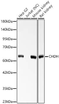 Western Blot Choline dehydrogenase Antibody - Azide and BSA Free