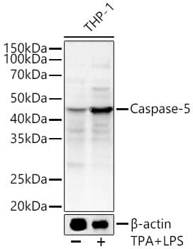 Western Blot: Caspase 5 Antibody - Azide and BSA Free [NBP2-92338] - Western blot analysis of lysates from THP-1 cells using Caspase 5 Rabbit pAb  at 1:700 dilution. THP-1 cells were treated by TPA (80nM) overnight and LPS (1 ug/ml) at 37 C for 1 hour.Secondary antibody: HRP-conjugated Goat anti-Rabbit IgG (H+L)  at 1:10000 dilution.Lysates/proteins: 25 ug per lane.Blocking buffer: 3% nonfat dry milk in TBST.Detection: ECL Enhanced Kit.Exposure time: 30s.