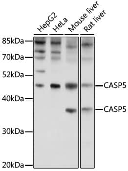 Western Blot: Caspase 5 Antibody - Azide and BSA Free [NBP2-92338] - Western blot analysis of lysates from THP-1 cells using Caspase 5 Rabbit pAb at 1:700 dilution. THP-1 cells were treated by TPA (80nM) overnight and LPS (1 ug/ml) at 37 C for 1 hour.Secondary antibody: HRP-conjugated Goat anti-Rabbit IgG (H+L) at 1:10000 dilution.Lysates/proteins: 25 ug per lane.Blocking buffer: 3% nonfat dry milk in TBST.Detection: ECL Enhanced Kit.Exposure time: 30s.