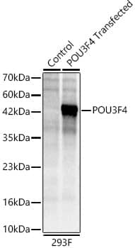 Western Blot: BRN4 Antibody - Azide and BSA Free [NBP2-92361] - Western blot analysis of lysates from wild type (WT) and 293F cells transfected with BRN4, using BRN4 Rabbit pAb  at 1:2000 dilution.Secondary antibody: HRP-conjugated Goat anti-Rabbit IgG (H+L)  at 1:10000 dilution.Lysates/proteins: 25ug per lane.Blocking buffer: 3% nonfat dry milk in TBST.Detection: ECL Basic Kit.Exposure time: 0.5s.