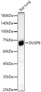 Western Blot DUSP8 Antibody - Azide and BSA Free