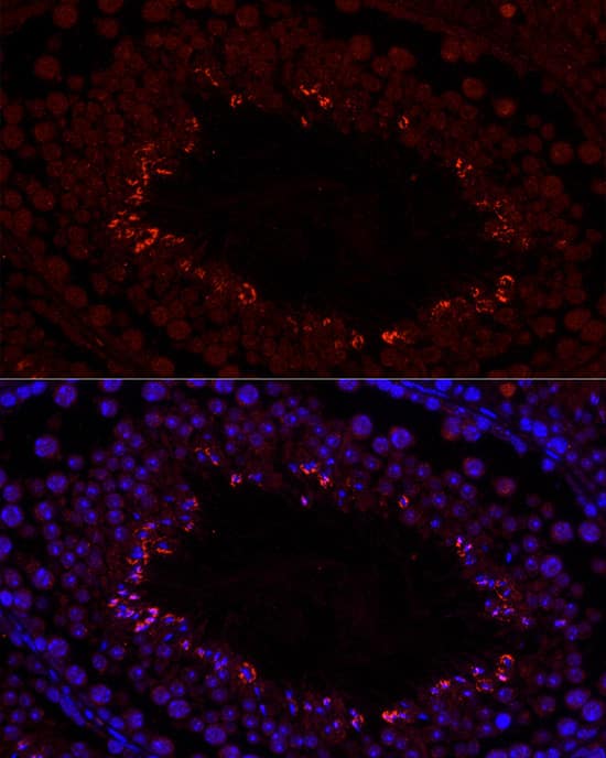 Immunocytochemistry/ Immunofluorescence: CFAP61 Antibody - Azide and BSA Free [NBP2-92398] - Immunofluorescence analysis of paraffin-embedded mouse testis using CFAP61 Rabbit pAb  at dilution of 1:100 (40x lens). Secondary antibody: Cy3 Goat Anti-Rabbit IgG (H+L)  at 1:500 dilution. Blue: DAPI for nuclear staining.