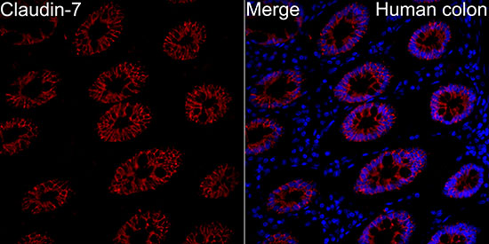 Immunocytochemistry/ Immunofluorescence Claudin-7 Antibody - BSA Free