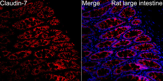 Immunocytochemistry/ Immunofluorescence Claudin-7 Antibody - BSA Free