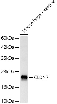 Western Blot Claudin-7 Antibody - BSA Free