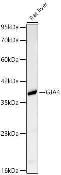 Western Blot: Connexin 37/GJA4 Antibody - BSA Free [NBP2-92410] - Western blot analysis of lysates from Rat liver using Connexin 37/GJA4 Rabbit pAb at 1:1000 dilution.Secondary antibody: HRP Goat Anti-Rabbit IgG (H+L)  at 1:10000 dilution.Lysates/proteins: 25 ug per lane.Blocking buffer: 3% nonfat dry milk in TBST.Detection: ECL Basic Kit.Exposure time: 30s.