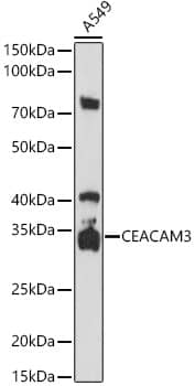 Western Blot CEACAM3/CD66d Antibody - BSA Free