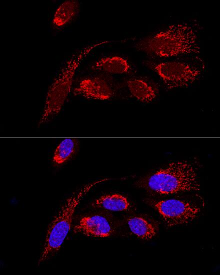 Immunocytochemistry/ Immunofluorescence: ATP5H Antibody - BSA Free [NBP2-92443] - Confocal immunofluorescence analysis of U2OS cells using ATP5H Rabbit pAb  at dilution of 1:100. Blue: DAPI for nuclear staining.