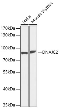 Western Blot: DNAJC2 Antibody - BSA Free [NBP2-92445] - Western blot analysis of various lysates using DNAJC2 Rabbit pAb  at 1:1000 dilution. Secondary antibody: HRP Goat Anti-Rabbit IgG (H+L)  at 1:10000 dilution. Lysates / proteins: 25 ug per lane. Blocking buffer: 3 % nonfat dry milk in TBST. Detection: ECL Basic Kit. Exposure time: 5s.