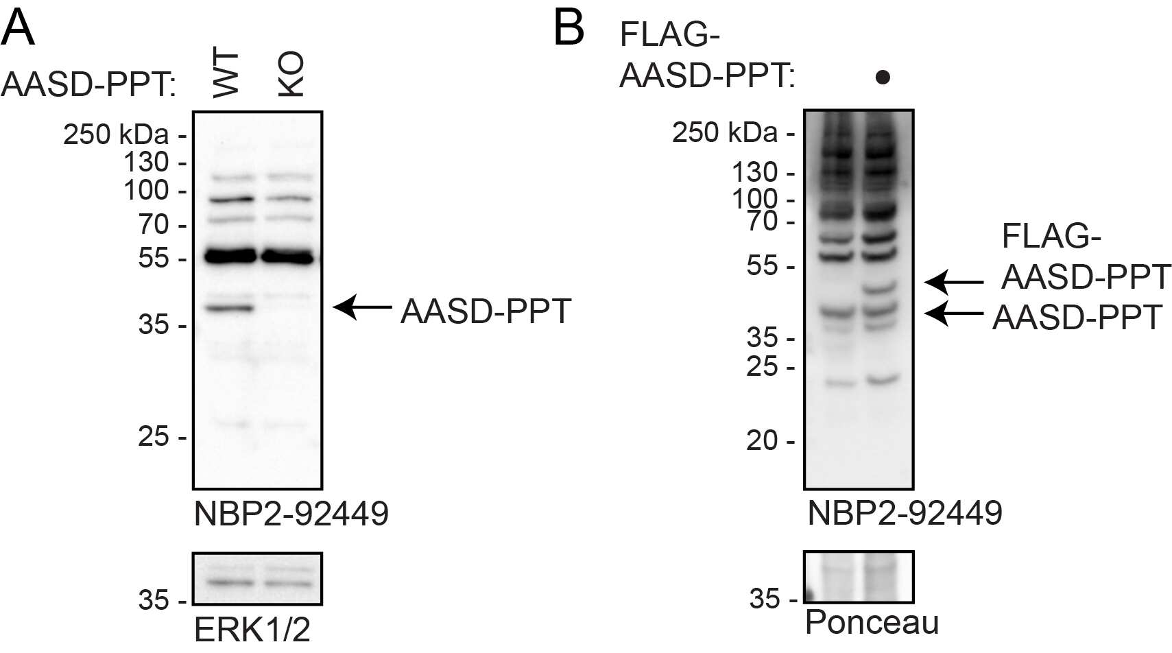 Western Blot: Rabbit Polyclonal AASD-PPT Antibody [NBP2-92449] - A. Wild type or AASD-PPT KO mouse embryonic stem cell samples probed with NBP2-92449 antibody. B. mESCs were transfected with control or FLAG-AASD-PPT plasmids probed with NBP2-92449 antibody. Ponceau staining is shown as loading control. Image from a verified customer review.