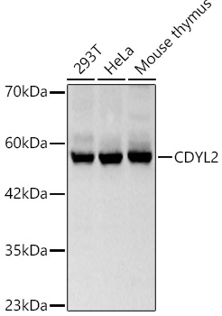 Western Blot CDYL2 Antibody - BSA Free