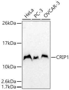 Western Blot CRIP1 Antibody - BSA Free