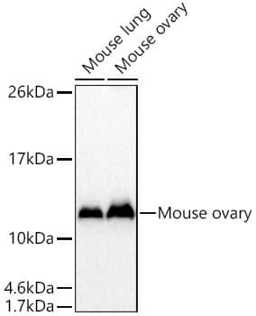 Western Blot CRIP1 Antibody - BSA Free
