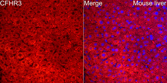 Immunocytochemistry/ Immunofluorescence Complement Factor H-related 3/CFHR3 Antibody - BSA Free