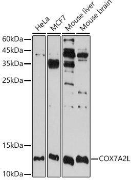 Western Blot COX7A2L Antibody - BSA Free