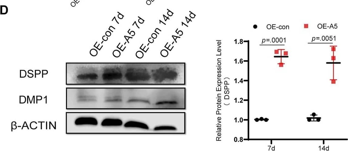 Western Blot DSPP Antibody - Azide and BSA Free