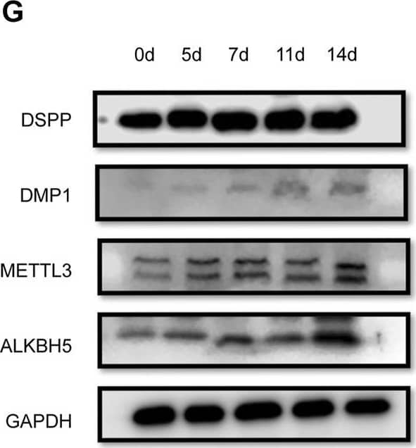 Western Blot DSPP Antibody - Azide and BSA Free