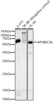 Western Blot: APOBEC3B Antibody - Azide and BSA Free [NBP2-92572] - Western blot analysis of various lysates, using APOBEC3B Rabbit pAb  at 1:500 dilution.Secondary antibody: HRP-conjugated Goat anti-Rabbit IgG (H+L)  at 1:10000 dilution.Lysates/proteins: 25ug per lane.Blocking buffer: 3% nonfat dry milk in TBST.Detection: ECL Basic Kit.Exposure time: 180s.