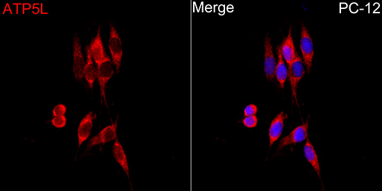 Immunocytochemistry/ Immunofluorescence ATP5L Antibody - Azide and BSA Free