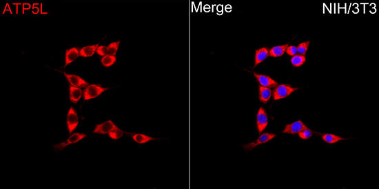 Immunocytochemistry/ Immunofluorescence: ATP5L Antibody - Azide and BSA Free [NBP2-92577] - Immunofluorescence analysis of NIH/3T3 cells using ATP5L Rabbit pAb at a dilution of 1:100 (40x lens). Secondary antibody:Cy3 Goat Anti-Rabbit IgG (H+L) at 1:500 dilution. Blue: DAPI for nuclear staining.