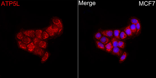 Immunocytochemistry/ Immunofluorescence: ATP5L Antibody - Azide and BSA Free [NBP2-92577] - Immunofluorescence analysis of MCF7 cells using ATP5L Rabbit pAb at a dilution of 1:100 (40x lens). Secondary antibody:Cy3 Goat Anti-Rabbit IgG (H+L) at 1:500 dilution. Blue: DAPI for nuclear staining.