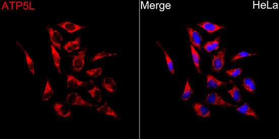 Immunocytochemistry/ Immunofluorescence ATP5L Antibody - Azide and BSA Free