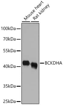 Western Blot: BCKDHA Antibody - BSA Free [NBP2-92584] - Western blot analysis of various lysates using BCKDHA Rabbit pAb  at 1:1000 dilution incubated overnight at 4C.Secondary antibody: HRP-conjugated Goat anti-Rabbit IgG (H+L)  at 1:10000 dilution.Lysates/proteins: 25 ug per lane.Blocking buffer: 3% nonfat dry milk in TBST.Detection: ECL Basic Kit.Exposure time: 10s.