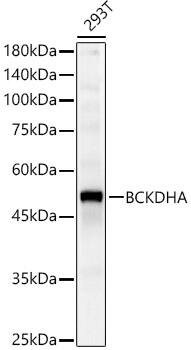 Western Blot: BCKDHA Antibody - BSA Free [NBP2-92584] - Western blot analysis of various lysates, using BCKDHA Rabbit pAb  at 1:2000 dilution.Secondary antibody: HRP-conjugated Goat anti-Rabbit IgG (H+L)  at 1:10000 dilution.Lysates/proteins: 25ug per lane.Blocking buffer: 3% nonfat dry milk in TBST.Detection: ECL Basic Kit.Exposure time: 30s.