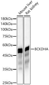 Western Blot: BCKDHA Antibody - BSA Free [NBP2-92584] - Western blot analysis of various lysates, using BCKDHA Rabbit pAb  at 1:2000 dilution.Secondary antibody: HRP-conjugated Goat anti-Rabbit IgG (H+L)  at 1:10000 dilution.Lysates/proteins: 25ug per lane.Blocking buffer: 3% nonfat dry milk in TBST.Detection: ECL Basic Kit.Exposure time: 150s.