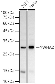 Western Blot: 14-3-3 zeta Antibody - BSA Free [NBP2-92614] - Western blot analysis of various lysates using 14-3-3 zeta Rabbit pAb  at  1:1000 dilution.Secondary antibody: HRP-conjugated Goat anti-Rabbit IgG (H+L)  at 1:10000 dilution.Lysates/proteins: 25ug per lane.Blocking buffer: 3% nonfat dry milk in TBST.Detection: ECL Basic Kit.Exposure time: 30s.