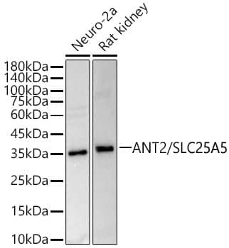 Western Blot Adenine Nucleotide Translocator 2 Antibody - Azide and BSA Free