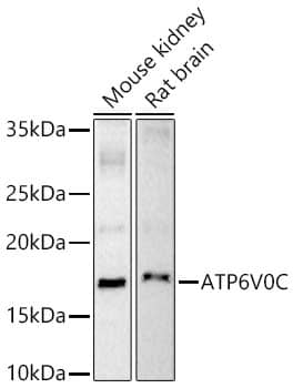 Western Blot ATP6V0C Antibody - BSA Free
