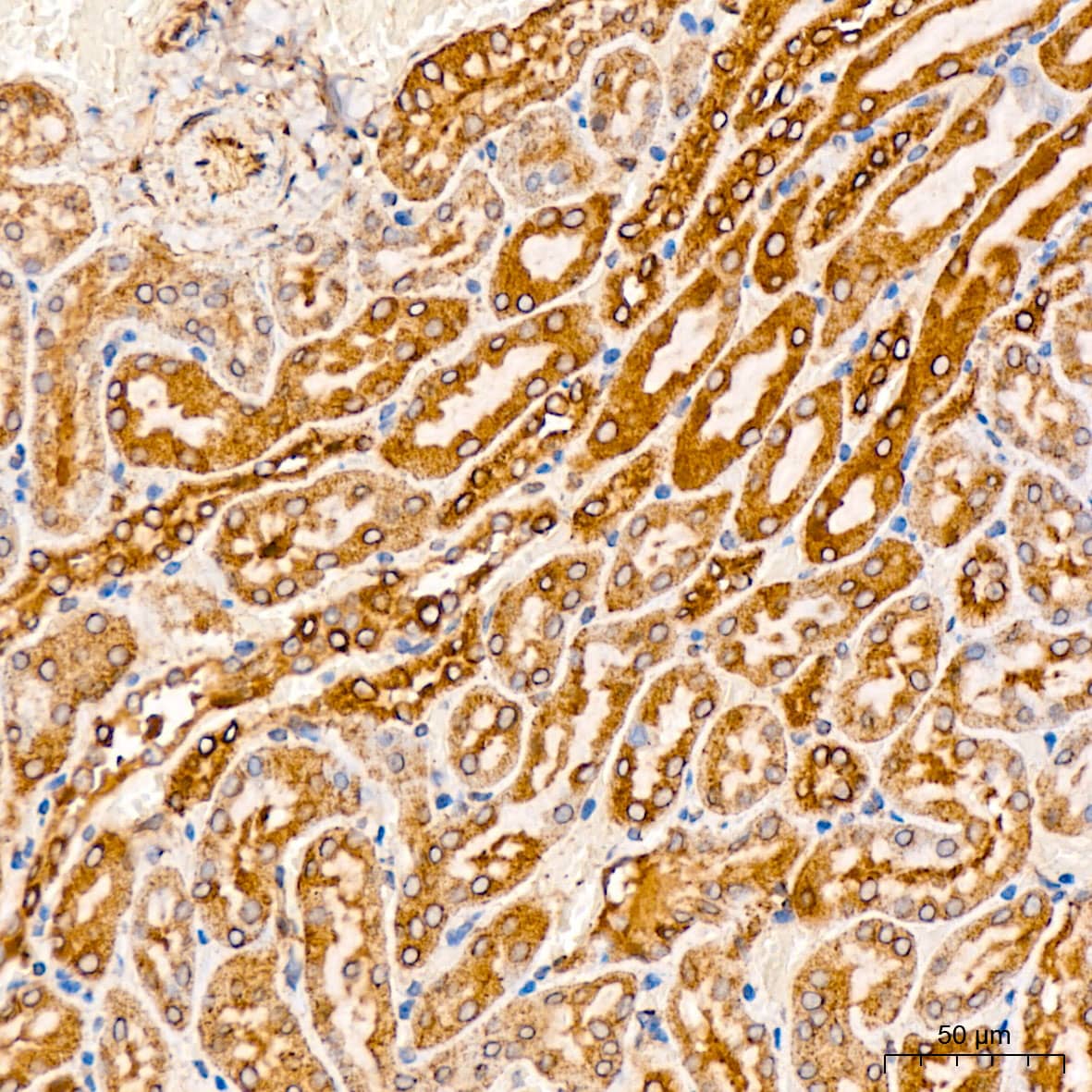 Immunohistochemistry CYTB Antibody - Azide and BSA Free