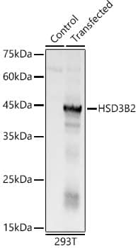 Western Blot: Beta Hydroxysteroid Dehydrogenase Antibody - Azide and BSA Free [NBP2-92640] - Western blot analysis of lysates from wild type (WT) and 293T cells transfected with Beta Hydroxysteroid Dehydrogenase, using Beta Hydroxysteroid Dehydrogenase Rabbit pAb  at 1:400 dilution.Secondary antibody: HRP-conjugated Goat anti-Rabbit IgG (H+L)  at 1:10000 dilution.Lysates/proteins: 25ug per lane.Blocking buffer: 3% nonfat dry milk in TBST.Detection: ECL Basic Kit.Exposure time: 0.5s.