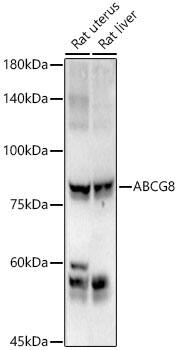 Western Blot: ABCG8 Antibody - BSA Free [NBP2-92641] - Western blot analysis of various lysates using ABCG8 Rabbit pAb  at 1:1000 dilution. Secondary antibody: HRP-conjugated Goat anti-Rabbit IgG (H+L)  at 1:10000 dilution. Lysates / proteins: 25 ug per lane. Blocking buffer: 3 % nonfat dry milk in TBST. Detection: ECL Basic Kit. Exposure time: 180s.