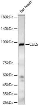 Western Blot: Cullin 5 Antibody - BSA Free [NBP2-92652] - Western blot analysis of lysates from Rat heart, using Cullin 5 Rabbit pAb  at 1:2000 dilution.Secondary antibody: HRP Goat Anti-Rabbit IgG (H+L)  at 1:10000 dilution.Lysates/proteins: 25ug per lane.Blocking buffer: 3% nonfat dry milk in TBST.Detection: ECL Basic Kit.Exposure time: 180s.