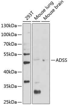 Western Blot: Adenylosuccinate Synthase Antibody - BSA Free [NBP2-92661] - Western blot analysis of various lysates using Adenylosuccinate Synthase Rabbit pAb  at 1:1000 dilution.Secondary antibody: HRP-conjugated Goat anti-Rabbit IgG (H+L)  at 1:10000 dilution.Lysates/proteins: 25ug per lane.Blocking buffer: 3% nonfat dry milk in TBST.Detection: ECL Basic Kit.Exposure time: 90s.