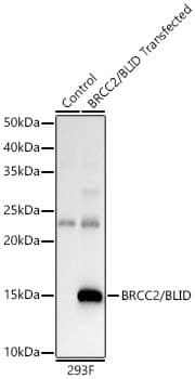 Western Blot BRCC2 Antibody - BSA Free