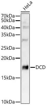 Western Blot: Dermcidin Antibody [NBP2-92673] - analysis of HeLa, using DCD antibody at 1:8000 dilution.Secondary antibody: HRP Goat Anti-Rabbit IgG (H+L) at 1:10000 dilution.Lysates/proteins: 25ug per lane.Blocking buffer: 3% nonfat dry milk in TBST.Detection: ECL Basic Kit. Exposure time: 90s.