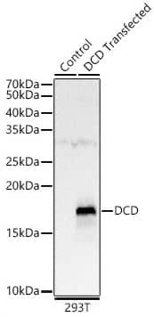 Western Blot: Dermcidin Antibody [NBP2-92673] - analysis of 293T, using DCD antibody at 1:8000 dilution.Secondary antibody: HRP Goat Anti-Rabbit IgG (H+L) at 1:10000 dilution.Lysates/proteins: 25ug per lane.Blocking buffer: 3% nonfat dry milk in TBST.Detection: ECL Basic Kit. Exposure time: 90s.