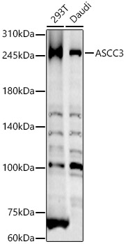 Western Blot: ASCC3 Antibody - BSA Free [NBP2-92682] - Western blot analysis of various lysates, using ASCC3 Rabbit pAb  at 1:800 dilution.Secondary antibody: HRP Goat Anti-Rabbit IgG (H+L)  at 1:10000 dilution.Lysates/proteins: 25ug per lane.Blocking buffer: 3% nonfat dry milk in TBST.Detection: ECL Basic Kit.Exposure time: 50s.