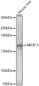 Western Blot: ABCB11 Antibody - Azide and BSA Free [NBP2-92689] - Western blot analysis of lysates from Mouse liver, using ABCB11 Rabbit pAb  at 1:1000 dilution.Secondary antibody: HRP-conjugated Goat anti-Rabbit IgG (H+L)  at 1:10000 dilution.Lysates/proteins: 25ug per lane.Blocking buffer: 3% nonfat dry milk in TBST.Detection: ECL Basic Kit.Exposure time: 90s.