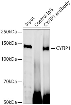 Immunoprecipitation: CYFIP1 Antibody - BSA Free [NBP2-92695] - Immunoprecipitation analysis of 300 ug extracts of BT-474 cells using 3 ug CYFIP1 antibody . Western blot was performed from the immunoprecipitate using CYFIP1 antibody  at a dilution of  1:500.