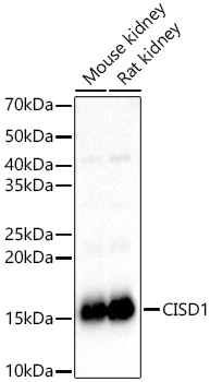 Western Blot: CISD1 Antibody - BSA Free [NBP2-92696] - Western blot analysis of various lysates, using CISD1 antibody  at  1:1000 dilution.Secondary antibody: HRP Goat Anti-Rabbit IgG (H+L)  at 1:10000 dilution.Lysates/proteins: 25ug per lane.Blocking buffer: 3% nonfat dry milk in TBST.Detection: ECL Basic Kit.Exposure time: 1s.