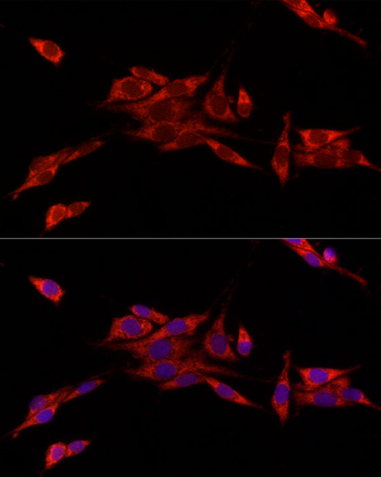 Immunocytochemistry/ Immunofluorescence: CISD1 Antibody - BSA Free [NBP2-92696] - Immunofluorescence analysis of PC-12 cells using CISD1 Rabbit pAb  at dilution of 1:100 (40x lens). Blue: DAPI for nuclear staining.