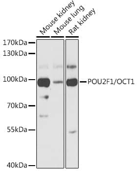 Western Blot: OCT1 Antibody - BSA Free [NBP2-92720] - Western blot analysis of various lysates using 45931 Rabbit pAb  at 1:1000 dilution.Secondary antibody: HRP Goat Anti-Rabbit IgG (H+L)  at 1:10000 dilution.Lysates/proteins: 25ug per lane.Blocking buffer: 3% nonfat dry milk in TBST.Detection: ECL Basic Kit.Exposure time: 15s.