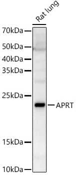 Western Blot: APRT Antibody [NBP2-92731] - analysis of Rat lung, using APRT Rabbit pAb at 1:2000 dilution.Secondary antibody: HRP Goat Anti-Rabbit IgG (H+L) at 1:10000 dilution.Lysates/proteins: 25ug per lane.Blocking buffer: 3% nonfat dry milk in TBST.Detection: ECL Enhanced Kit. Exposure time: 30s.