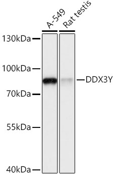 Western Blot: DDX3 Antibody - Azide and BSA Free [NBP2-92748] - Western blot analysis of various lysates using DDX3 Rabbit pAb  at 1:3000 dilution.Secondary antibody: HRP Goat Anti-Rabbit IgG (H+L)  at 1:10000 dilution.Lysates/proteins: 25ug per lane.Blocking buffer: 3% nonfat dry milk in TBST.Detection: ECL Basic Kit.Exposure time: 1s.