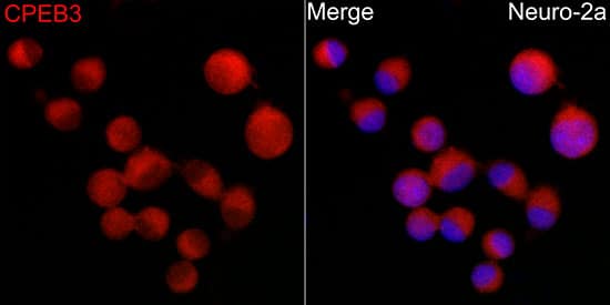 Immunocytochemistry/ Immunofluorescence: CPEB3 Antibody - Azide and BSA Free [NBP2-92754] - Immunofluorescence analysis of Neuro-2a cells using CPEB3 Rabbit pAb  at dilution of 1:200 (40x lens). Secondary antibody: Cy3-conjugated Goat anti-Rabbit IgG (H+L)  at 1:500 dilution. Blue: DAPI for nuclear staining.